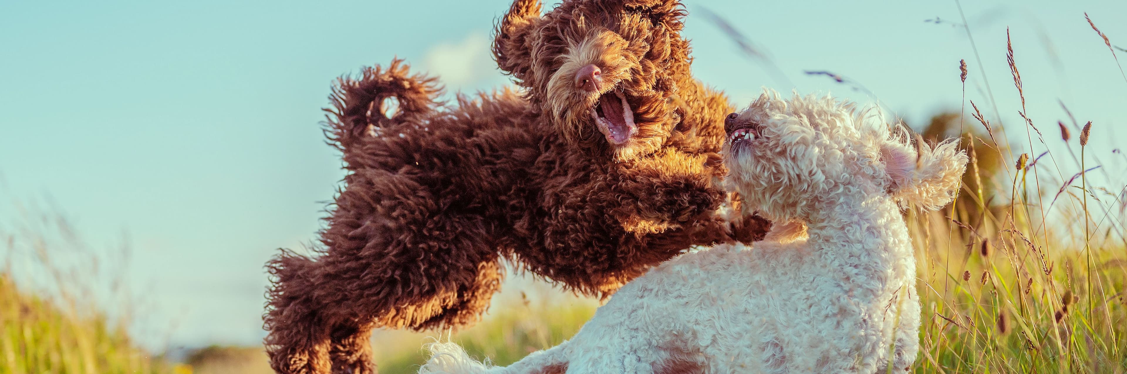 Aaditya Chand cover image