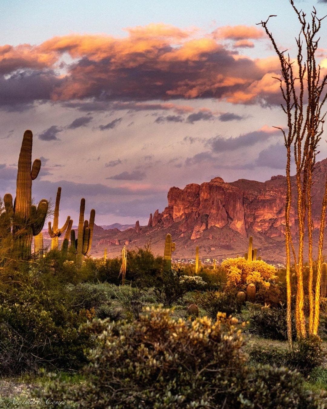 Robert Schmus cover image